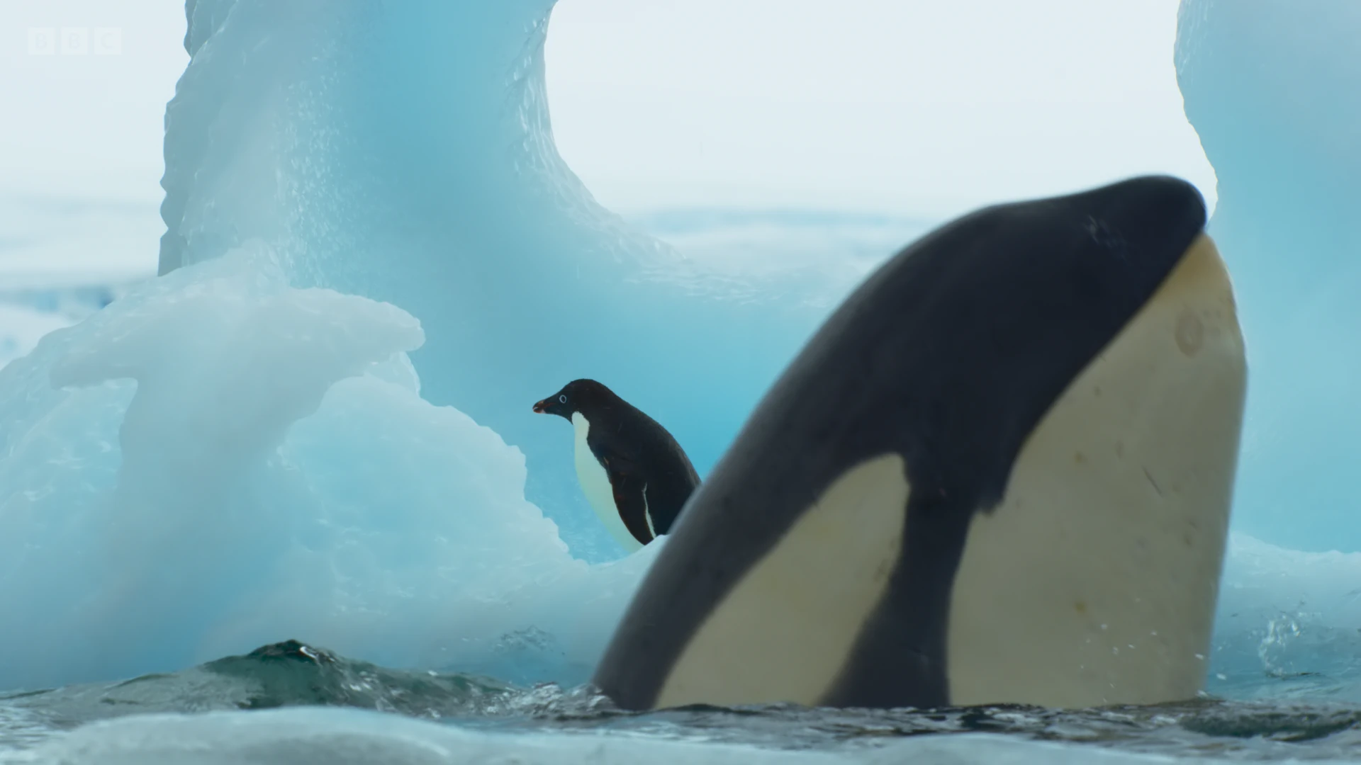 Adélie penguin (Pygoscelis adeliae) as shown in Frozen Planet II - Frozen South